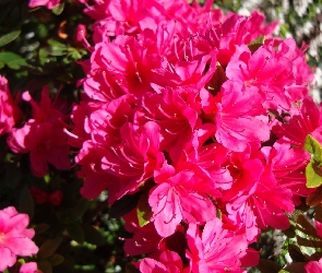 Azalii, Różanecznik, Kwiaty