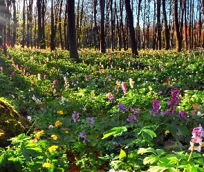 Wiosna, Słońca, Kwiaty, Las, Drzewa, Promienie