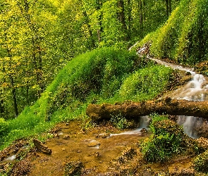 Pień, Strumyk, Góry, Las
