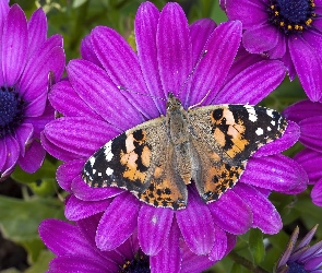 Purpurowe, Kwiaty, Motyl