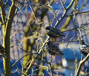 Szpaki, Gałęzie