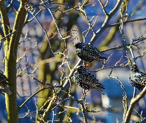 Gałęzie, Szpaki