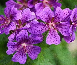 Fioletowe, Bodziszek, Kwiatki