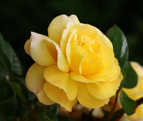 Żółta, Liście, Róża