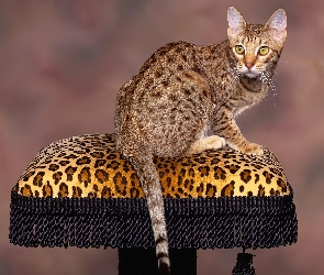 Ocicat, Kot