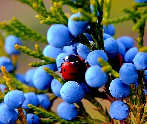 Makro, Biedronka, Jałowiec, Owoce