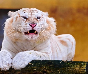 Tygrys, Albinos
