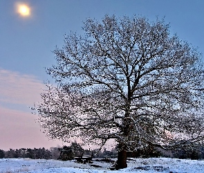 Pole, Świt, Drzewo, Samotne, Ośnieżone