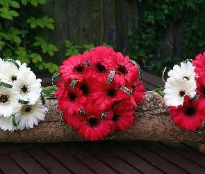 Bukiety, Gerbera, Kwiatów