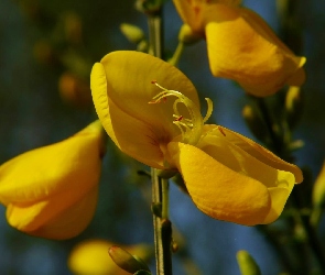 Kwiatek, Żarnowiec miotlasty, Żółty