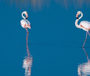 Flamingi, Odbicie, Woda