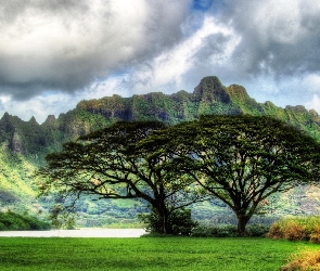 Oahu, Drzewa, Góry, Hawaje