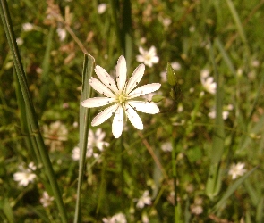 Kwiat, Polana, Trawa