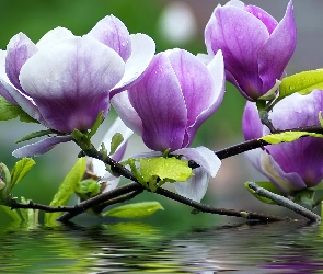Magnolia, Woda