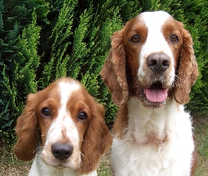 mordki, Springer spaniel walijski, dwie