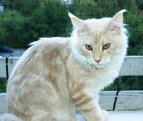 Kotek, Ławka, Maine Coon