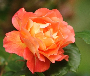 Herbaciana, Róża