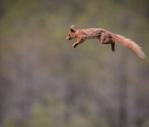 Skacząca, Wiewiórka