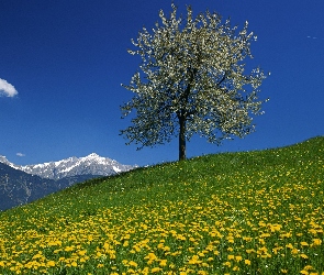 Wiosna, Góry, Drzewo, Kwitnące, Łąka, Kwiaty