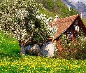 Góry, Wiosna, Drzewo, Drewniany, Domek, Mniszek, Łąka
