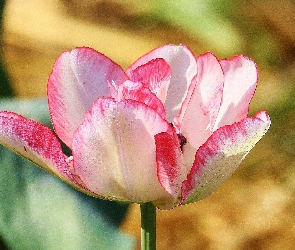 Biały, Tulipan, Różowo