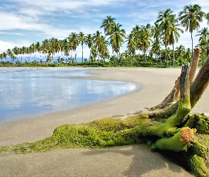 Morze, Palmy, Plaża