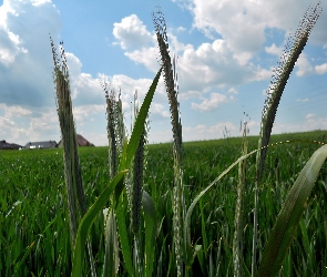 Wieś, Zboże, Domy, Kłosy, `Chmury, Zielone