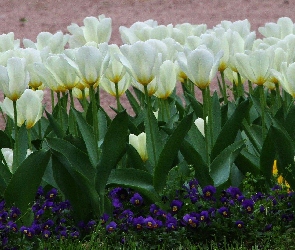 Tulipany, Białe