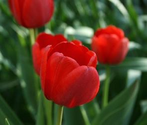 Czerwone, Tulipany