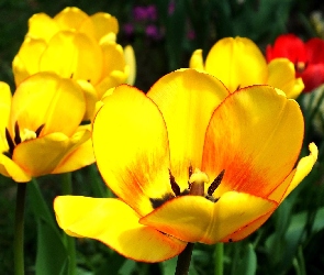Żółte, Tulipany, Rozkwitnięte