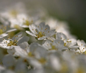 Kwiaty, Białe, Tawuła Szara, Krzew