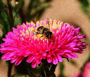 Pszczoła, Chryzantema