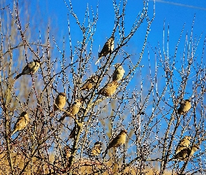 Stado, Gałęzie, Wróble