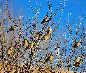 Wróble, Gałęzie, Stado