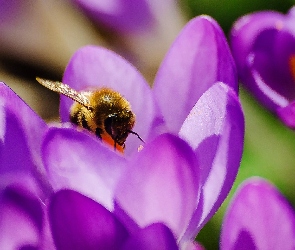 Pszczoła, Krokusy