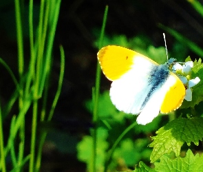 Motyl, Liście