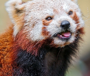 Język, Pandka ruda, Panda