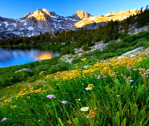 Góry, kwiatki, Jezioro, Łąka, Las