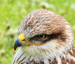 Dziób, Oko, Jastrząb