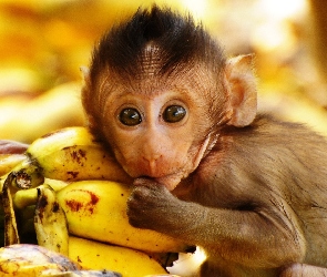 Banany, Małpka