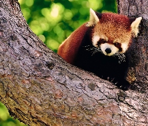 Pandka ruda, Drzewo, Czerwona, Panda