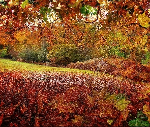 Liście, Park, Grafika, Jesień