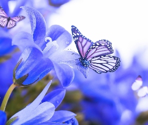 Niebieskie, Motyle, Kwiaty