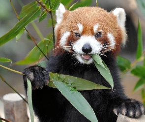 Panda, Pandka ruda, Liście, Czerwona