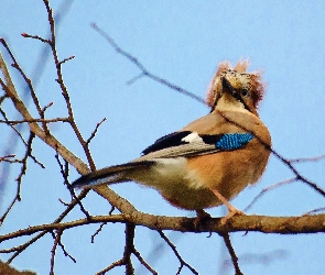 Sójka, Gałęzie