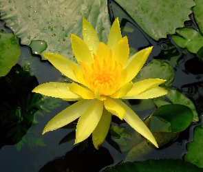 Lilia wodna, Liście, Żółty, Kwiat