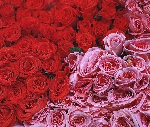 Główki, Różyczek, Różowych, Czerwonych