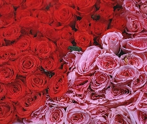 Różyczek, Różowych, Główki, Czerwonych