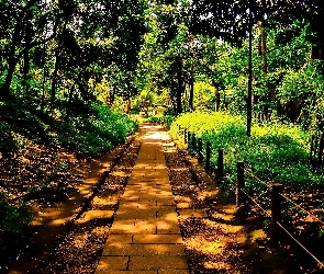 Światło, Przebijające, Park, Aleja