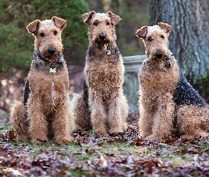 Trzy, Wire Haird Terrier, Psy